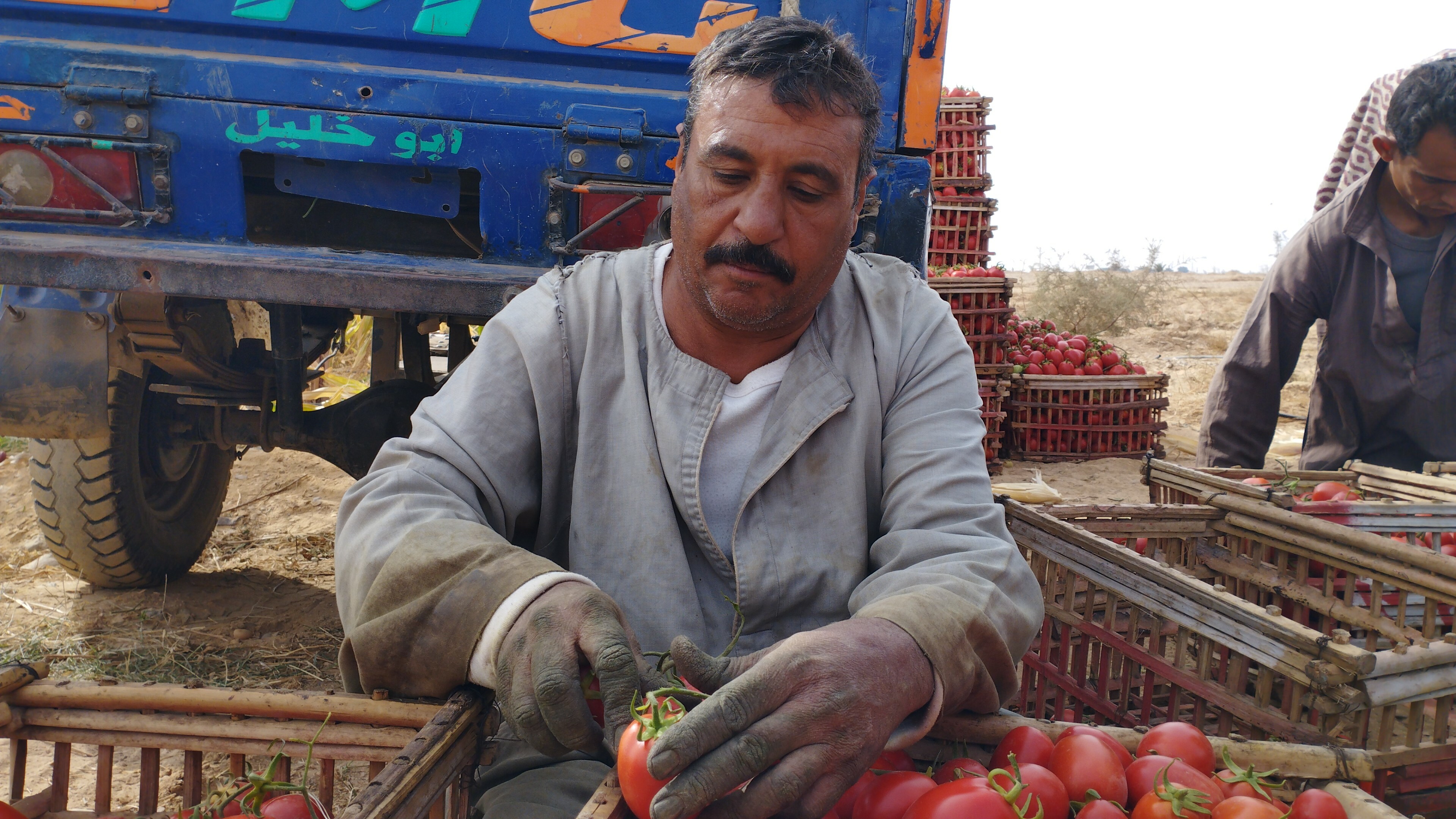 مزارع يفرز الطماطم