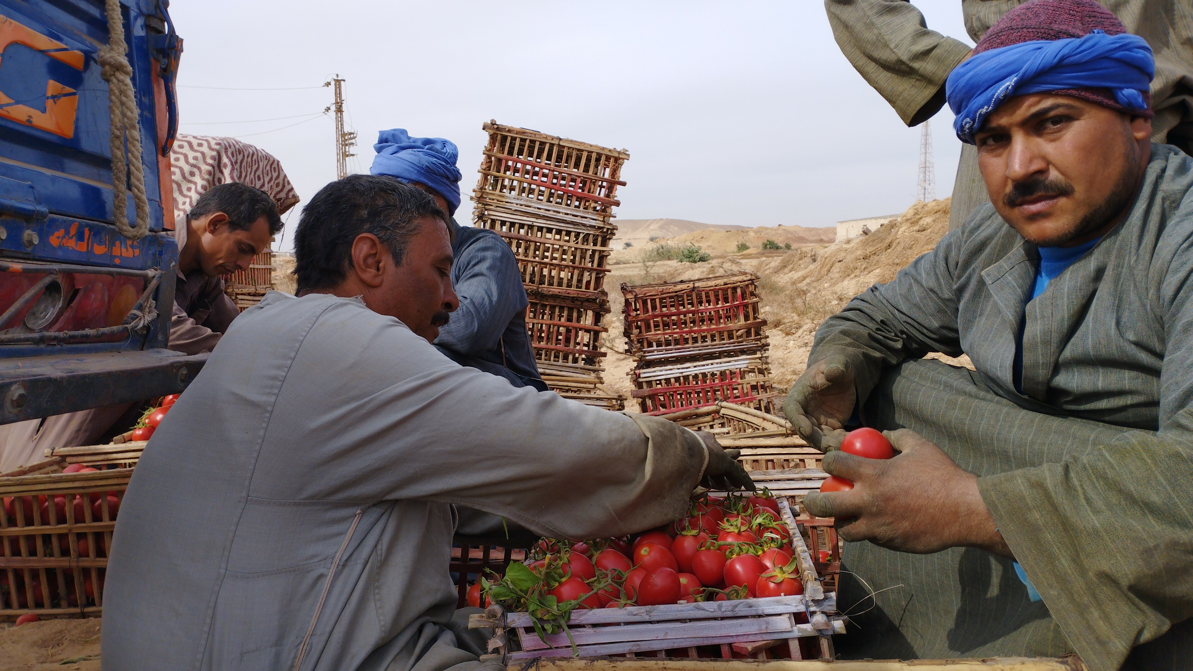 تعبئة الطماطم في أقفاص