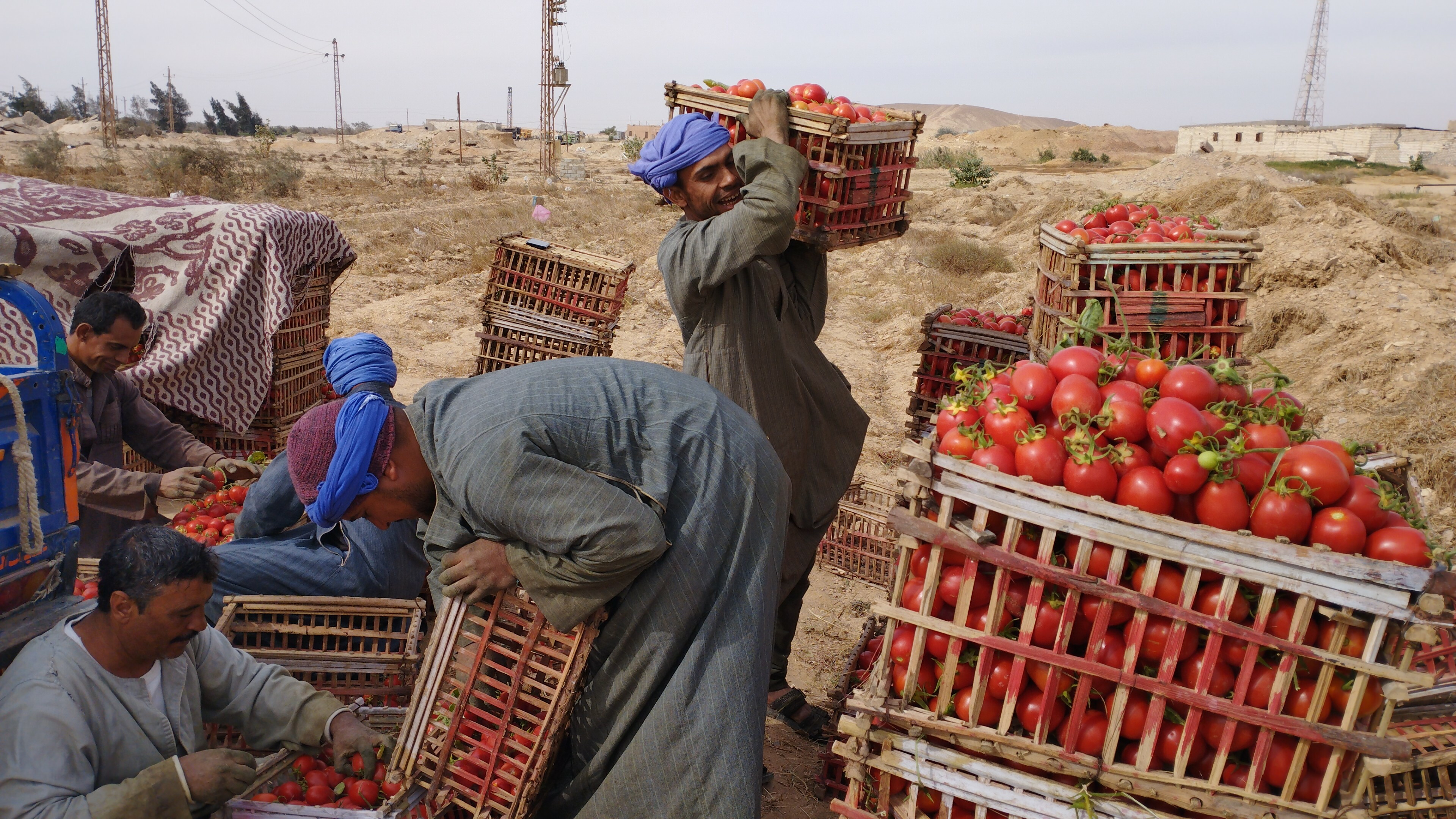 تعبئة الطماطم ونقلها إلى الأسواق