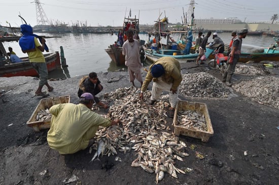 تجفيف الأسماك فى باكستان (3)