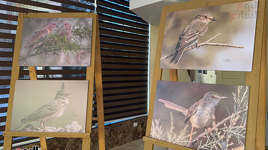 جانب-من-معرض-الحياة-البرية-ضمن-فعالية-تصوير-ومراقبة-الطيور-في-بورسعيد