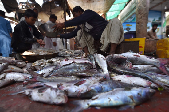 تجفيف الأسماك فى باكستان (2)