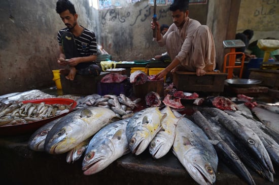 تجفيف الأسماك فى باكستان (1)