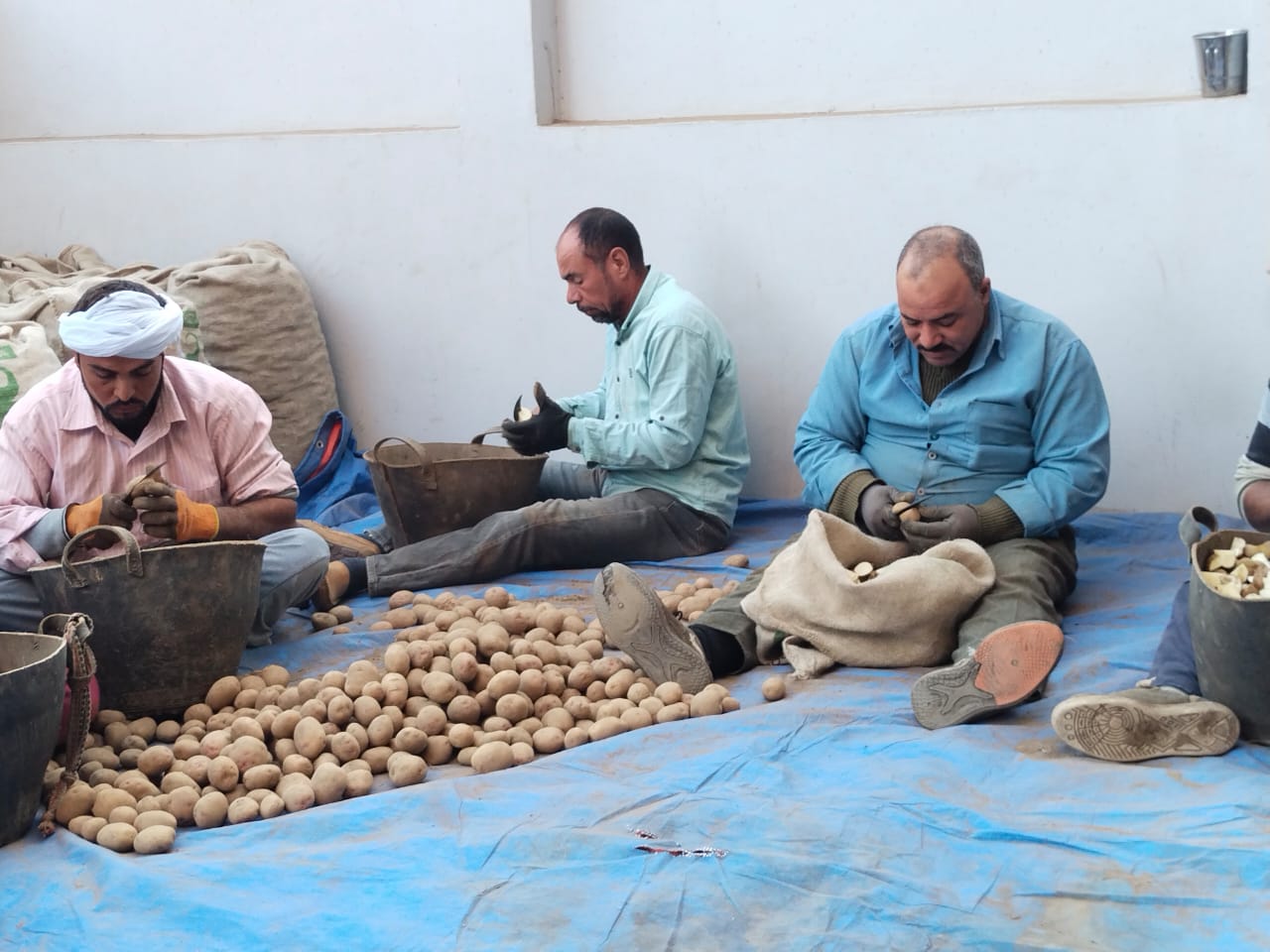 العمالة خلال تقطيع البطاطس
