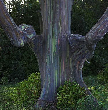 شجرة قوس قزح