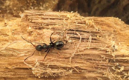 النمل الحفار
