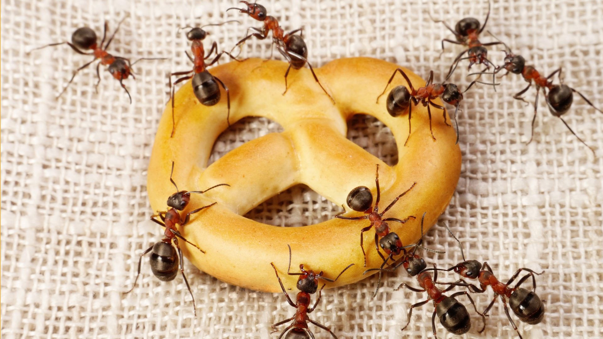النمل يجتمع على قطع الطعام