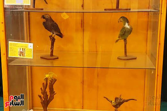 متحف الحياة البرية بجامعة قناة السويس (4)