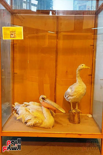 متحف الحياة البرية بجامعة قناة السويس (11)