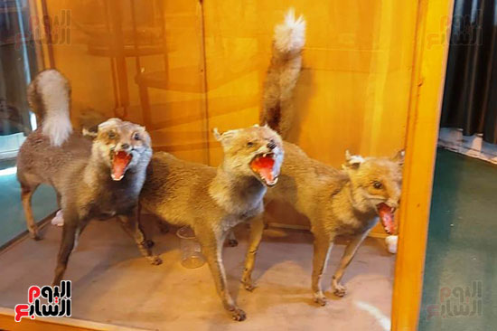 متحف الحياة البرية بجامعة قناة السويس (8)