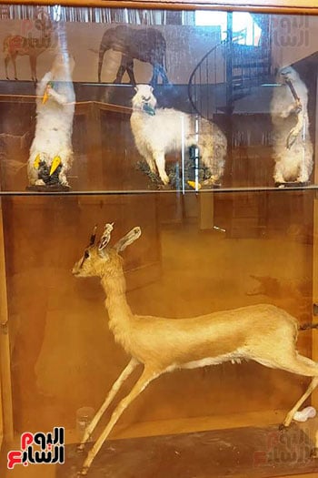متحف الحياة البرية بجامعة قناة السويس (12)