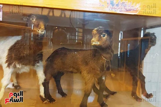 متحف الحياة البرية بجامعة قناة السويس (16)