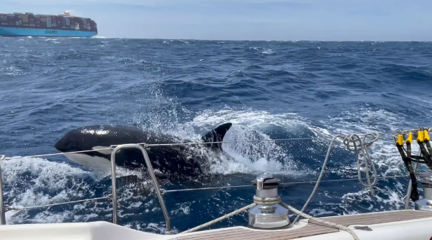 الحيتان تهاجم القارب