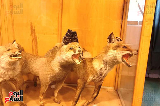 متحف الحياة البرية بجامعة قناة السويس (1)