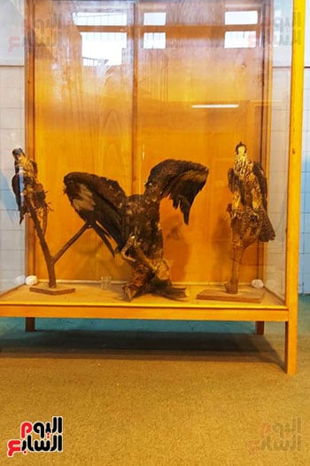 متحف الحياة البرية بجامعة قناة السويس (3)