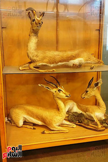 متحف الحياة البرية بجامعة قناة السويس (20)