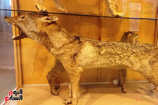 متحف الحياة البرية بجامعة قناة السويس (15)