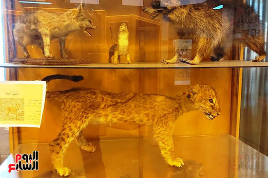 متحف الحياة البرية بجامعة قناة السويس (7)