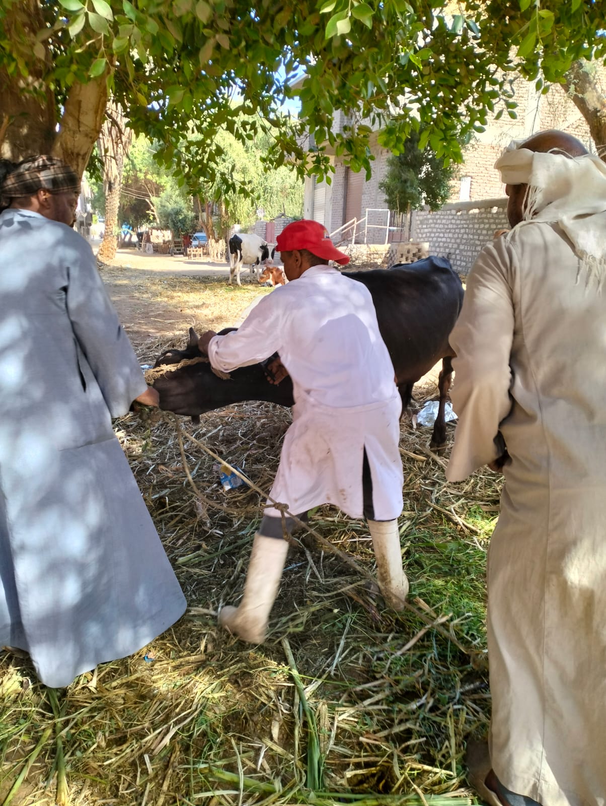 العمل في تحصين الماشية بقرى الأقصر