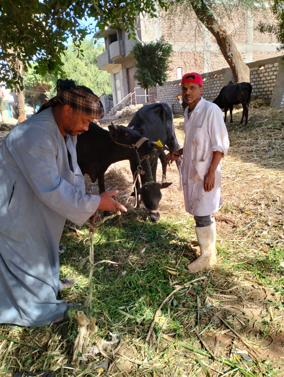 جانب من تطعيم الماشية ضد مرض الحمى القلاعية