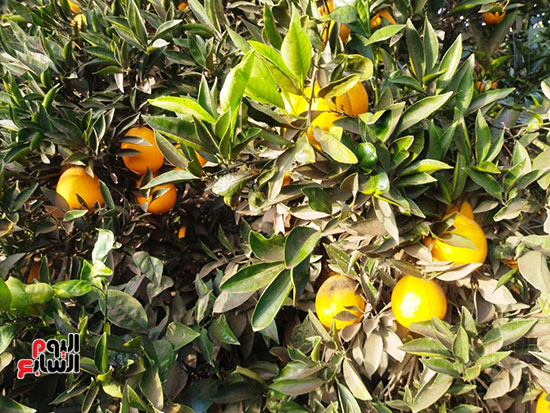 برتقال-القليوبية