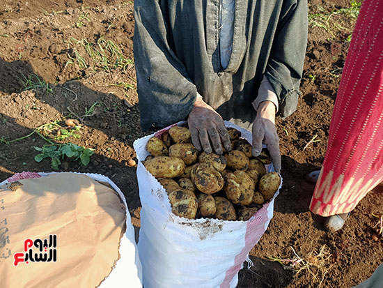 موسم-حصاد-البطاطس-فى-المنوفية-(4)