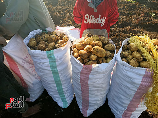 موسم-حصاد-البطاطس-فى-المنوفية-(1)