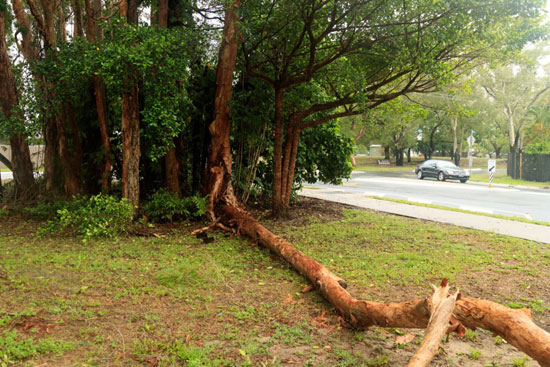 سقوط الاشجار نتيجة الرياح الشديدة   (2)