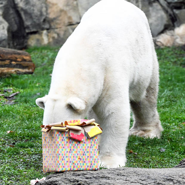 الدب يتفحص الهدايا