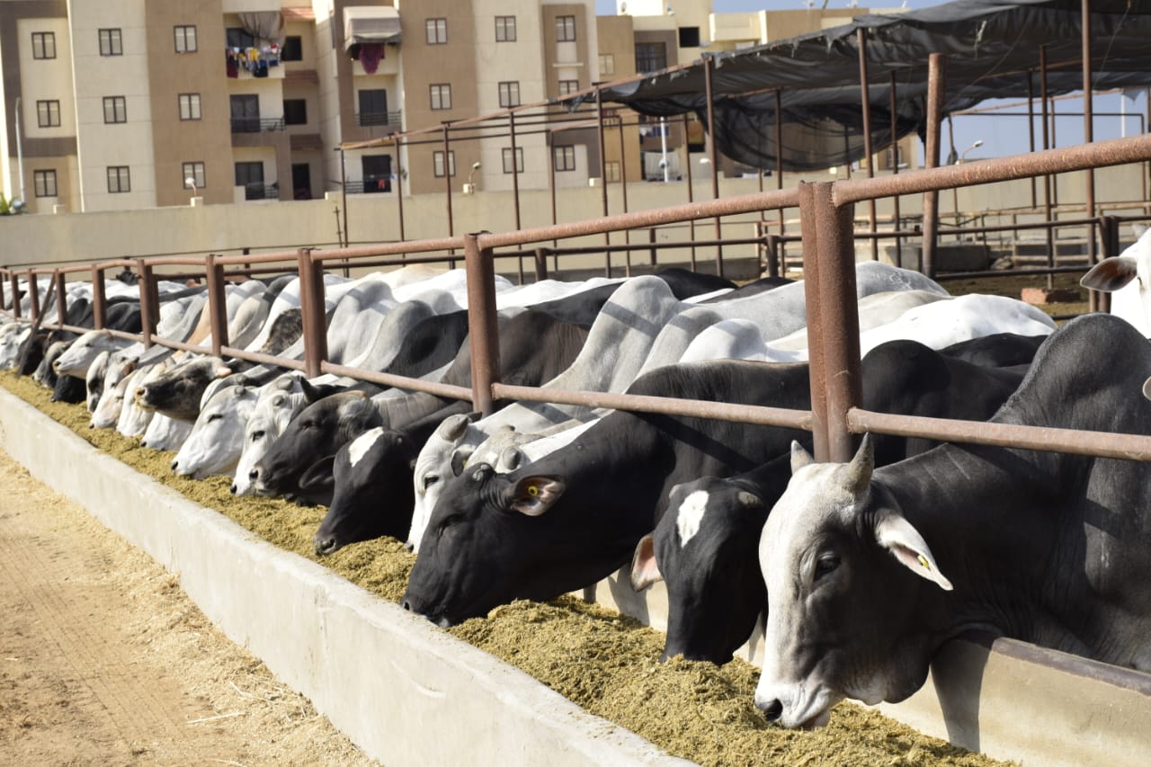 محطة تسمين  الماشية  ببورسعيد