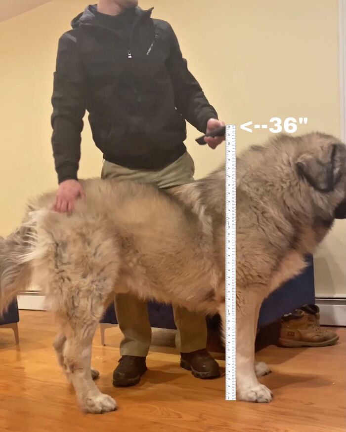 الكلب طوله 36 سم