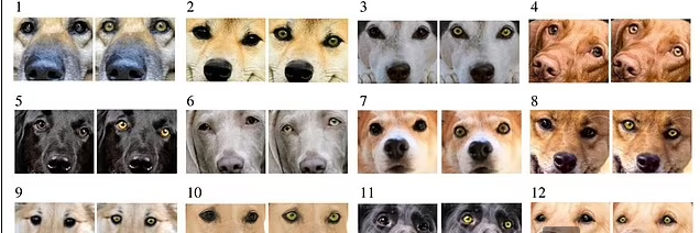 عيون الكلاب