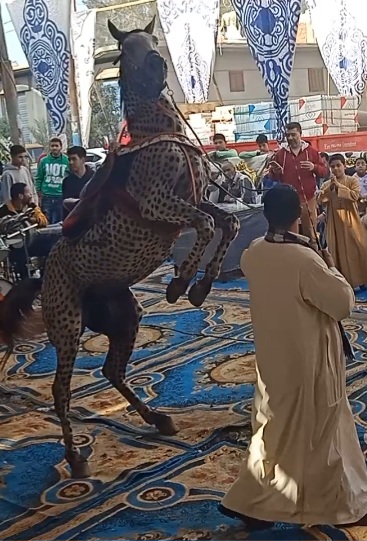 ترويض الخيل