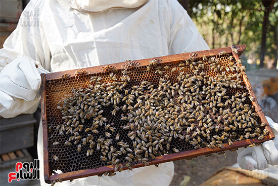 الملكة وسط حماية مئات النحل
