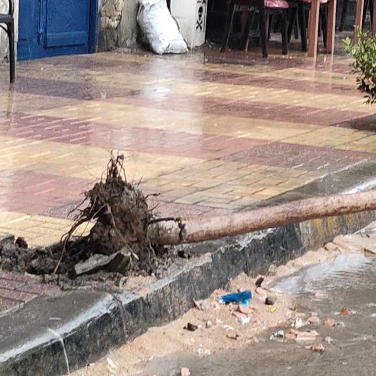 سقوط شجرة بسبب الامطار والرياح بوسط الإسكندرية
