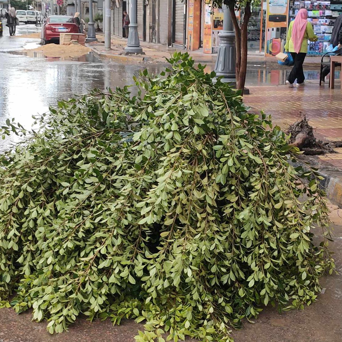 سقوط شجرة بسبب الامطار والرياح بوسط الإسكندرية دون إصابات