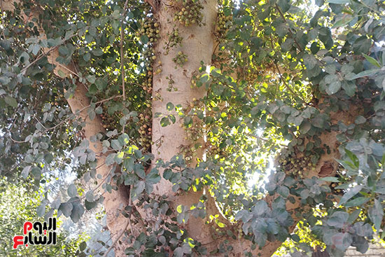 زراعة الجميز زراعة الجميز