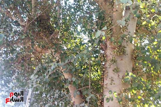 اشجار الجميز بالمنيا اشجار الجميز بالمنيا