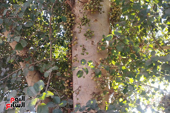 شجرة الجميز شجرة الجميز