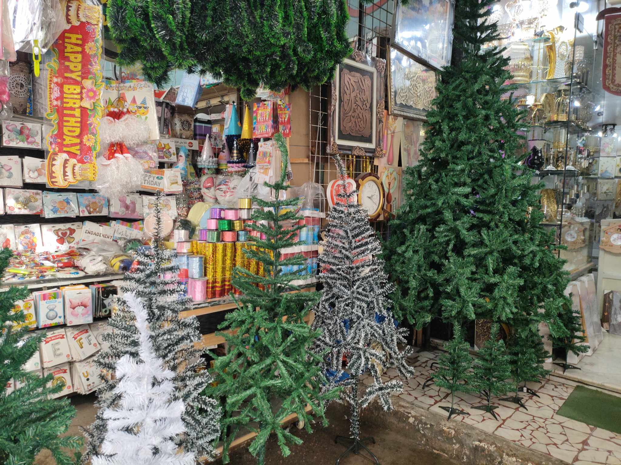 أشجار الكريسماس في الإسكندرية