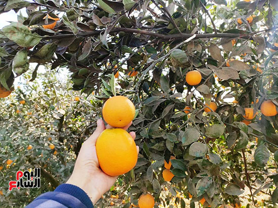 برتقال-قرية-تفهنا-العزب