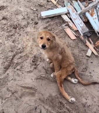 تضرر كلب من القصف الاسرائيلي على غزة