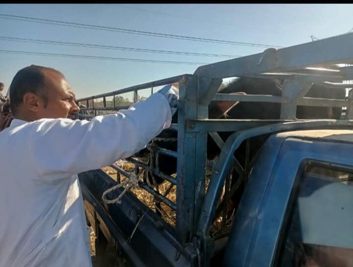 حملات حماية الثروة الحيوانية فى سوق الماشية الأسبوعي بمدينة إسنا