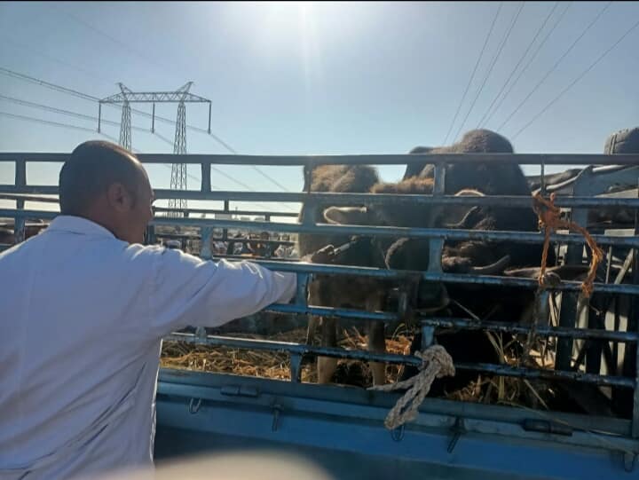 فحص وتحصين الماشية فى سوق الماشية الأسبوعي بمدينة إسنا