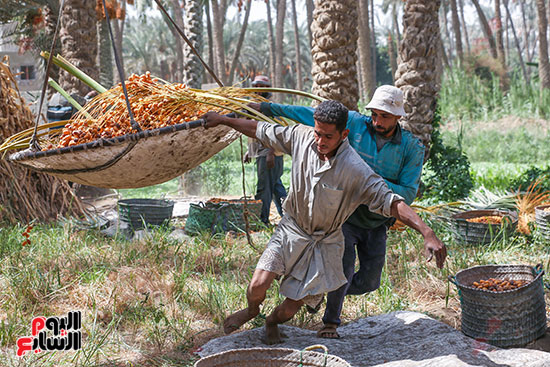 نقل-البلح-بواسطة-الطبق