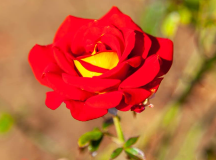 288357-الكاتشب-والخردل الزهور الحمراء لها أشكال وأسماء معينة.. تعرف عليها قبل شرائها