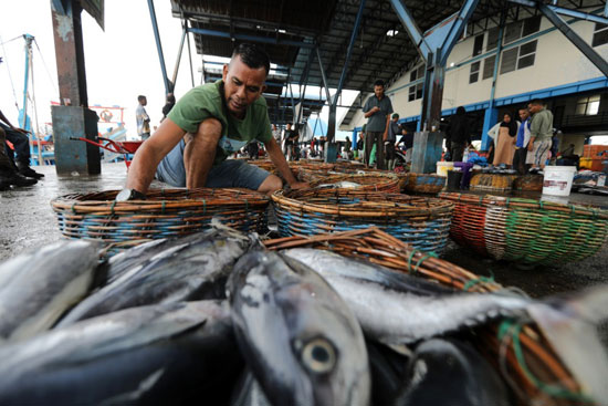 احد الصيادين يبيع الاسماك فى مزاد ميناء لامبولو  (1)