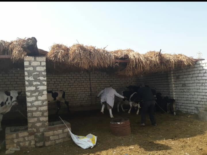 حملات فحص وتحصين الماشية حول القرى بالأقصر