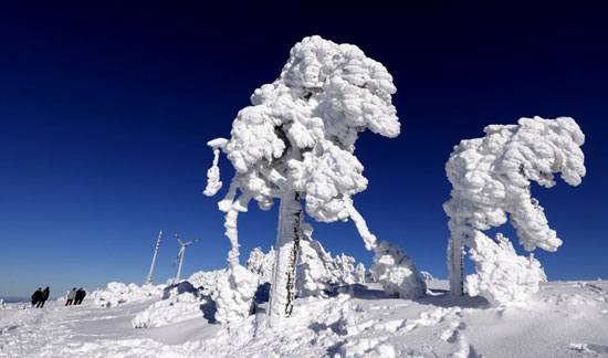 لوحات فنية ترسمها الثلوج على الاشجار   (1)