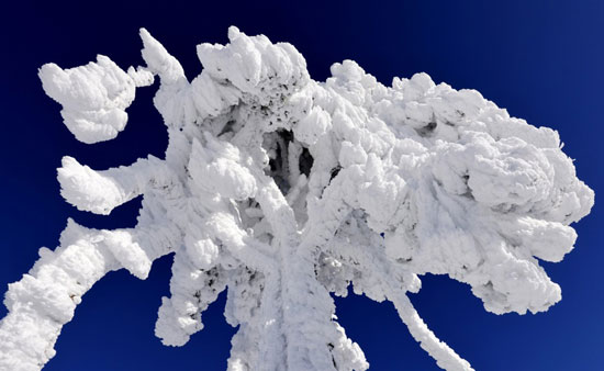 لوحات فنية ترسمها الثلوج على الاشجار   (2)